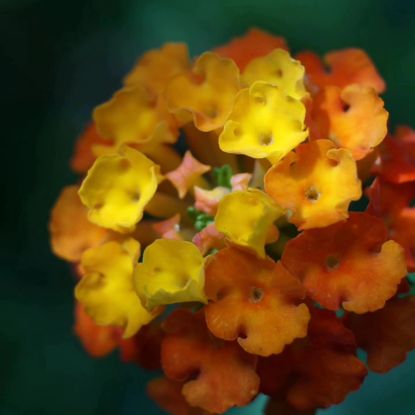 #nofilter #flowers #blumen #summervibes #summer #macrophotography #makrofotografie #sonyalpha #instagood #instadaily #instalike #sommer #2023 #schleswigholstein #love #naturephotography #nature #plants #photography