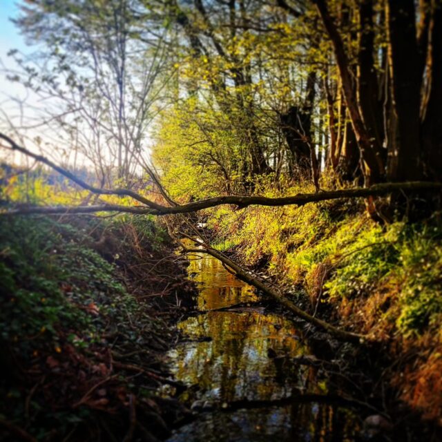 #autumn #herbst #nature #woods #sundowner #naturephotography #naturelovers