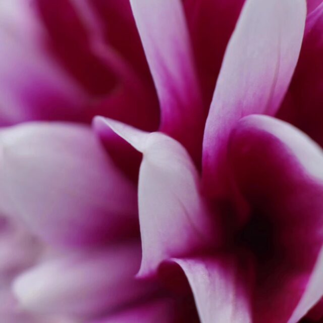 #nofilter #flowers #blumen #summervibes #summer #macrophotography #makrofotografie #sonyalpha #instagood #instadaily #instalike #sommer #2023 #schleswigholstein #love #naturephotography #nature #plants #photography