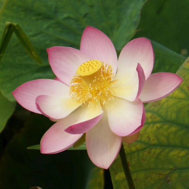 #nofilter #flowers #blumen #summervibes #summer #macrophotography #makrofotografie #sonyalpha #instagood #instadaily #instalike #sommer #2023 #schleswigholstein #love #naturephotography #nature #plants #photography