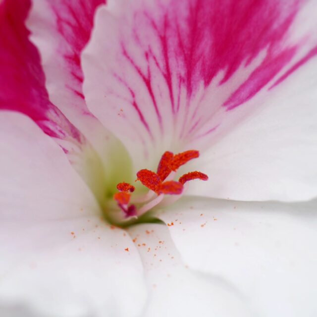 #nofilter #flowers #blumen #summervibes #summer #macrophotography #makrofotografie #sonyalpha #instagood #instadaily #instalike #sommer #2023 #schleswigholstein #love #naturephotography #nature #plants #photography