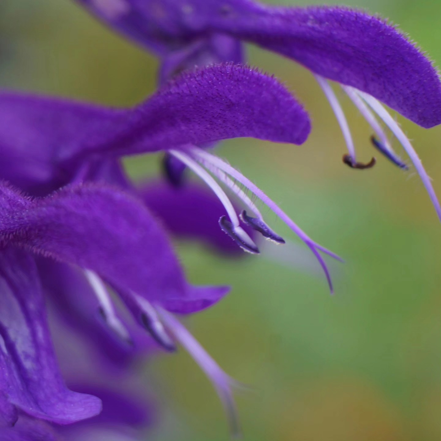 #nofilter #flowers #blumen #summervibes #summer #macrophotography #makrofotografie #sonyalpha #instagood #instadaily #instalike #sommer #2023 #schleswigholstein #love #naturephotography #nature #plants #photography